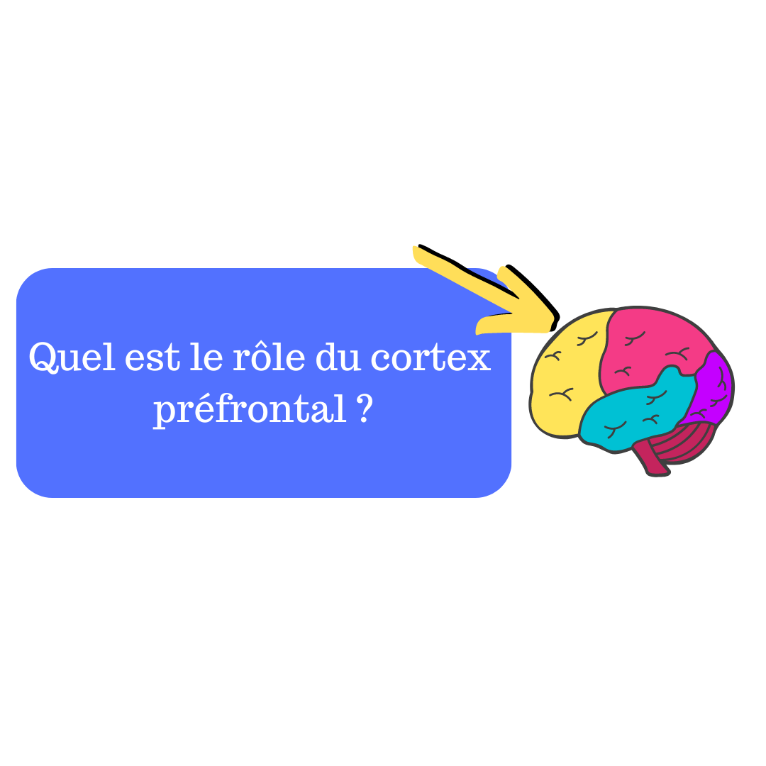 Quel est le rôle du cortex préfrontal ?